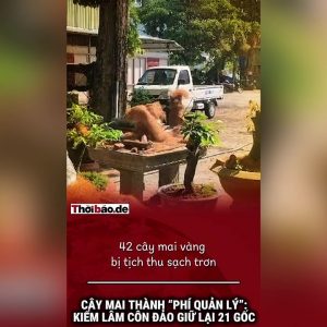 Cây mai thành “phí quản lý”: Kiểm lâm Côn Đảo giữ lại 21 gốc.