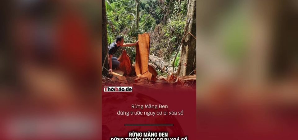 Rừng Măng Đen đứng trước nguy cơ bị xóa sổ